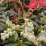 Pieris 'Forest Flame'.png